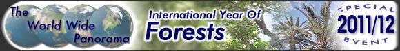 Mednarodno leto gozdov